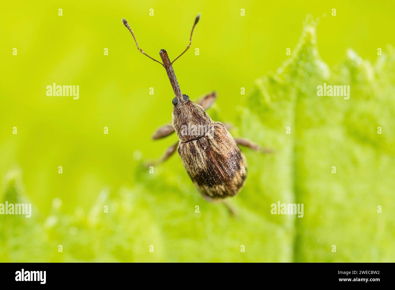 Bird-Cherry Weevil (Anthonomus rectirostris), assis sur une feuille, Allemagne Banque D'Images