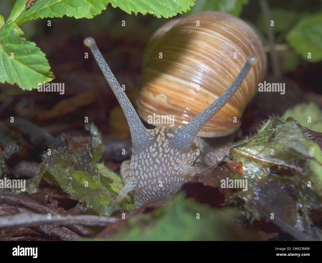 Escargot romain, escargot, escargot, escargot comestible, escargot de pomme, escargot de vigne, escargot de vigne, escargot de vigne (Helix pomatia), vue de face, Allemagne Banque D'Images