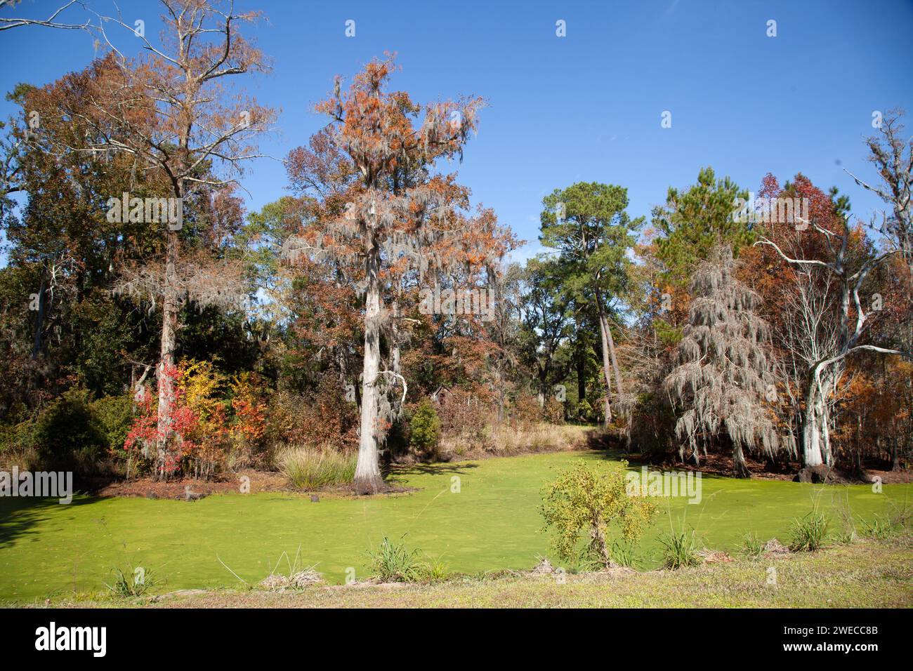 Magnifique paysage naturel dans une plantation en Caroline du Sud avec des arbres de chêne et de cyprès et Swamp Water Rice Mill Chimney Banque D'Images