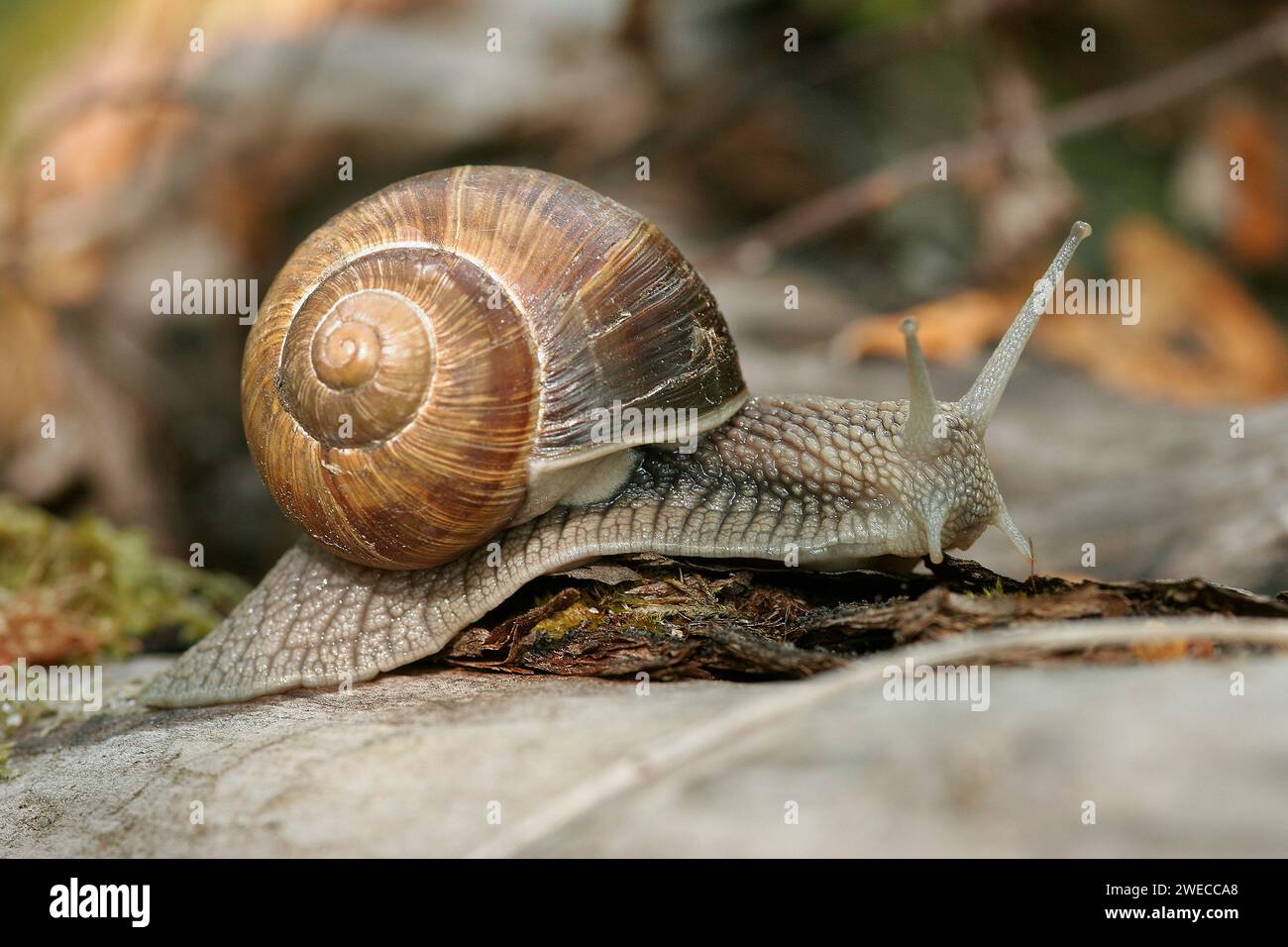 Escargot romain, escargot, escargot, escargot comestible, escargot de pomme, escargot de vigne, escargot de vigne, escargot de vigne (Helix pomatia), rampe sur le sol, G Banque D'Images