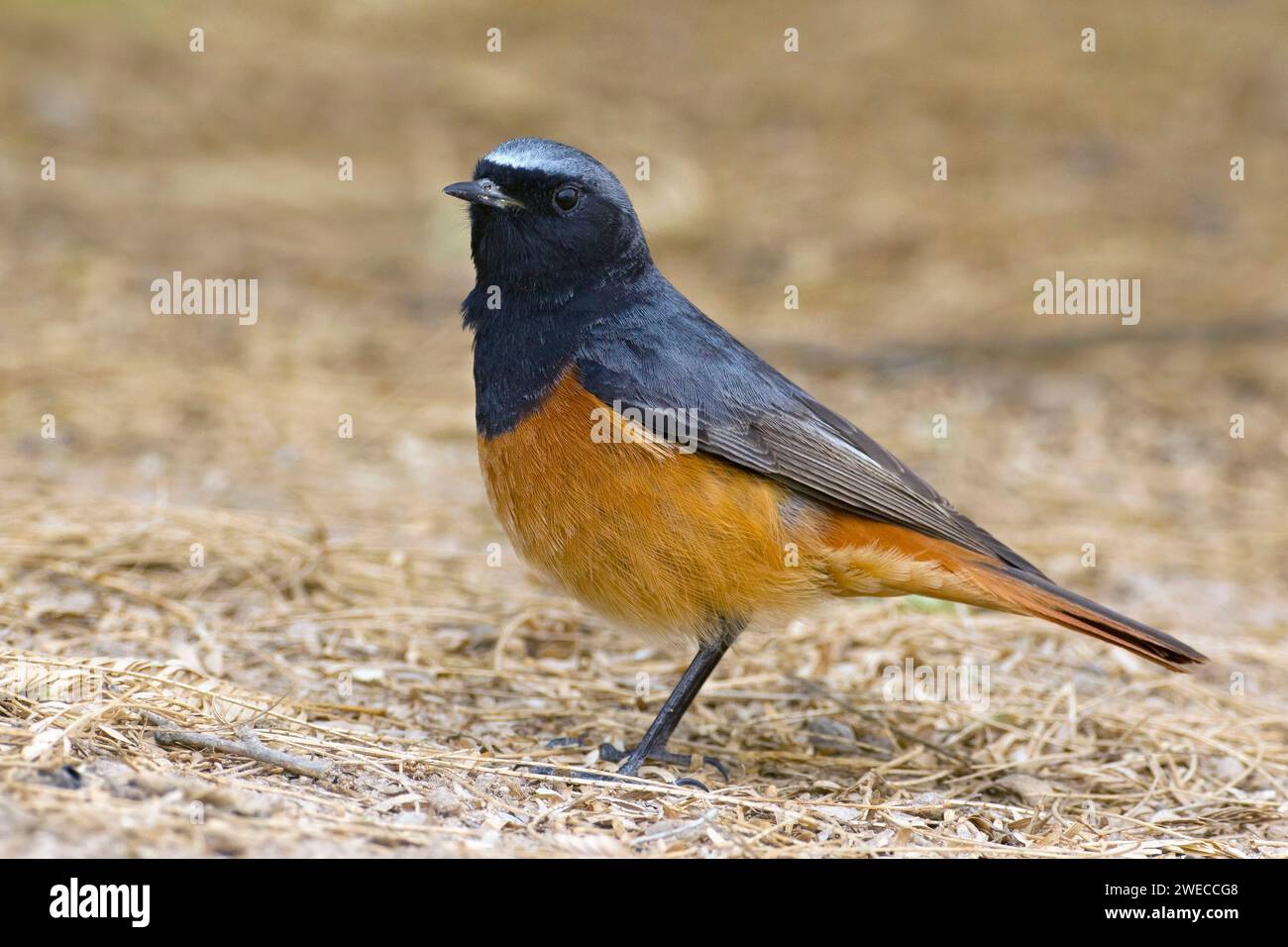 redstart noir oriental (Phoenicurus ochruros phoenicuroides, Phoenicurus phoenicuroides), mâle perché au sol, vue latérale, Koweït Banque D'Images