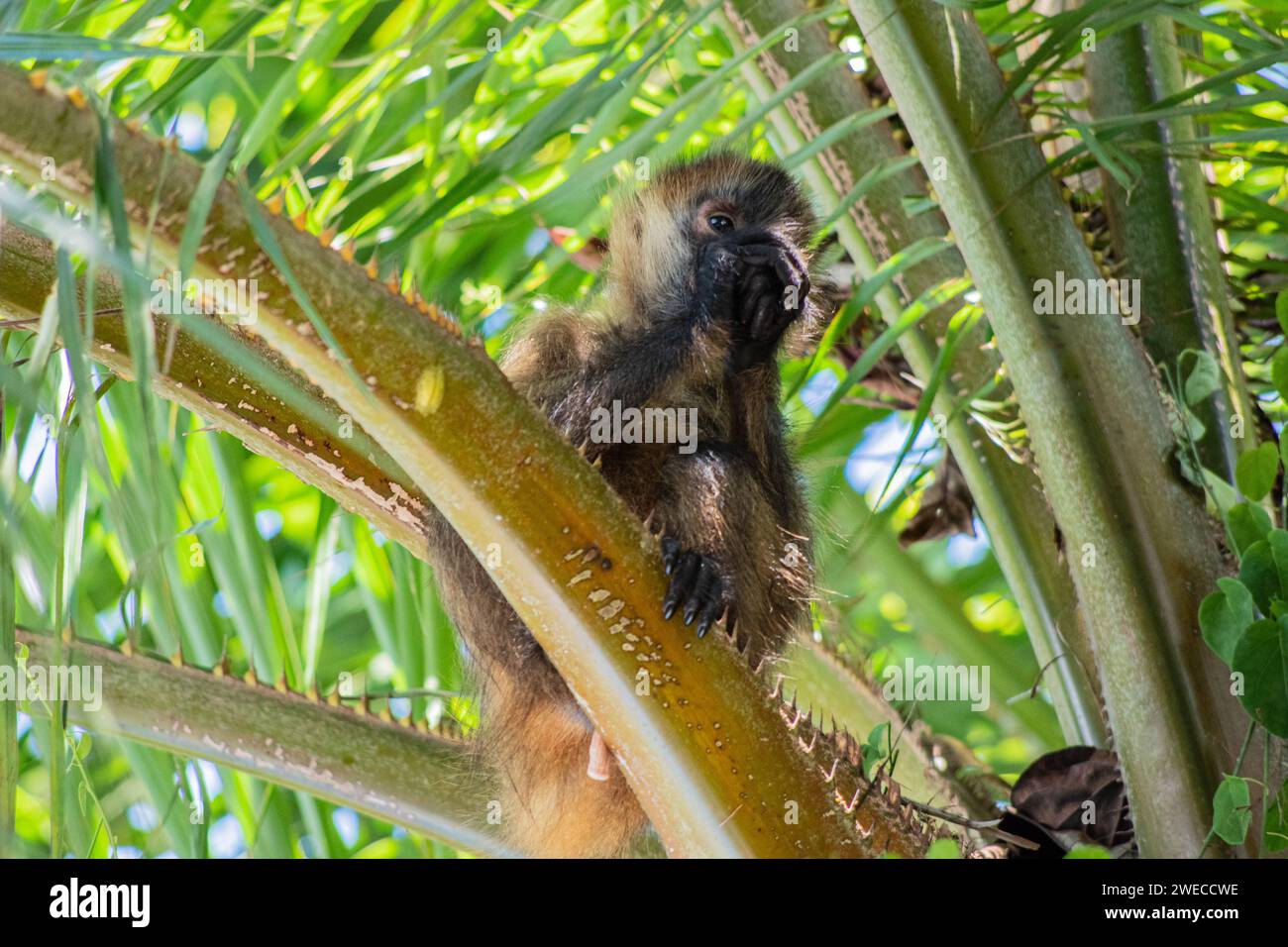 Trésors de Tortuguero : des singes araignées ludiques balancent la cime des arbres, ajoutant du charme au vibrant parc national de Tortuguero au Costa Rica. Banque D'Images