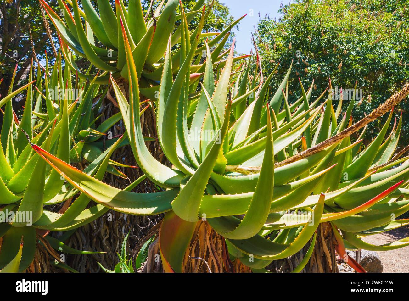 Aloe de montagne (Aloe marlothii) gros plan dans le jardin. Mountain Aloe est une grande succulente à feuilles persistantes, elle pousse jusqu'à 8-10 pieds de haut Banque D'Images