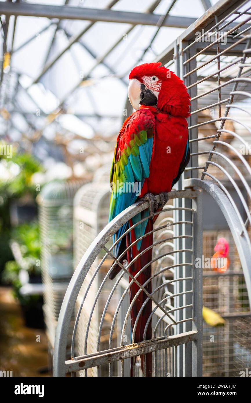 Un Macaw écarlate domestiqué assis sur leur cage Banque D'Images
