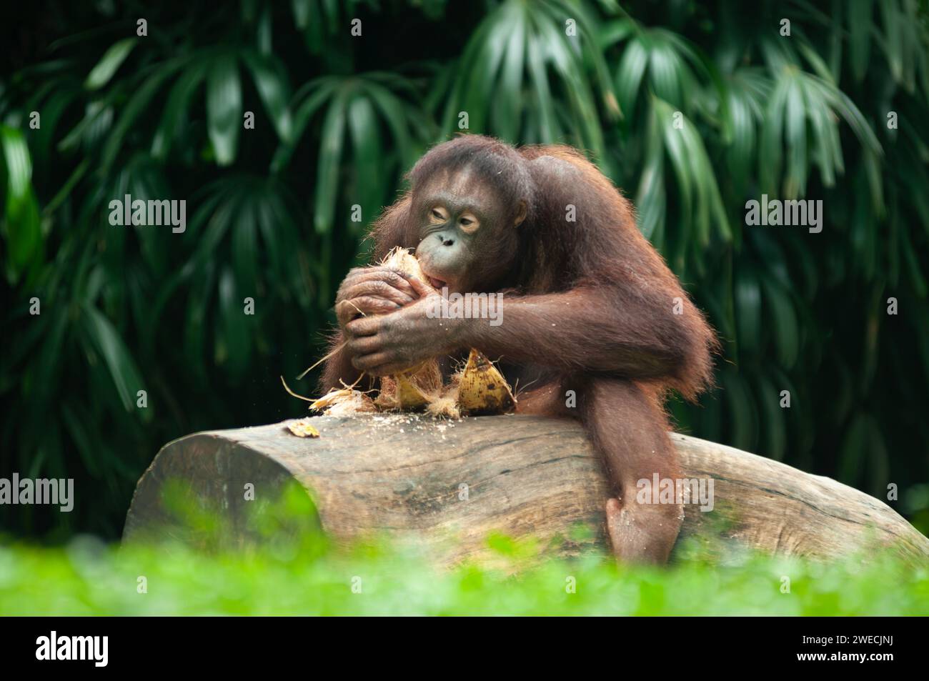Un Orang Utan ou Pongo pygmaeus était assis dans un arbre en mangeant une noix de coco Banque D'Images