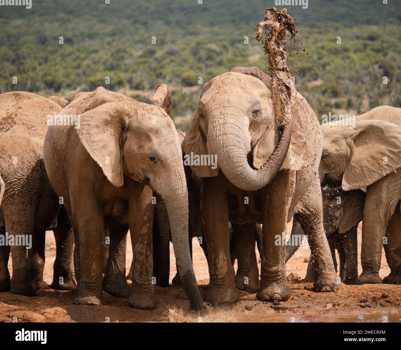 Famille d'éléphants d'afrique buvant de manière ludique au trou d'eau. Âges divers, Banque D'Images