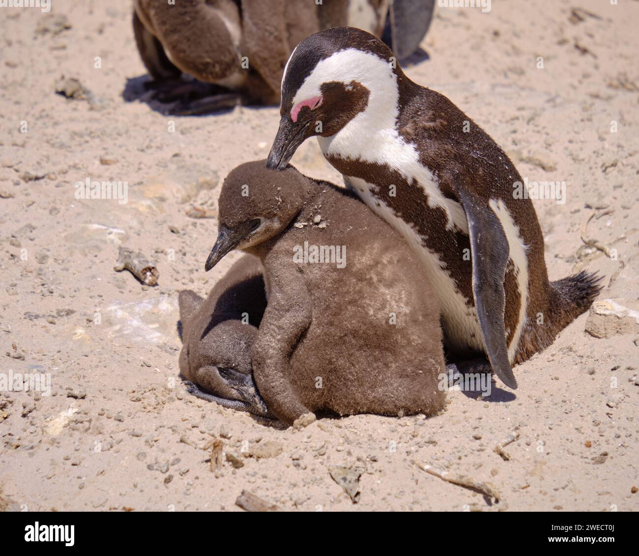 Pingouin africain adulte préendant la couette d'un poussin juvénile sous ses soins. Capturez sur une plage ensoleillée en Afrique du Sud Banque D'Images
