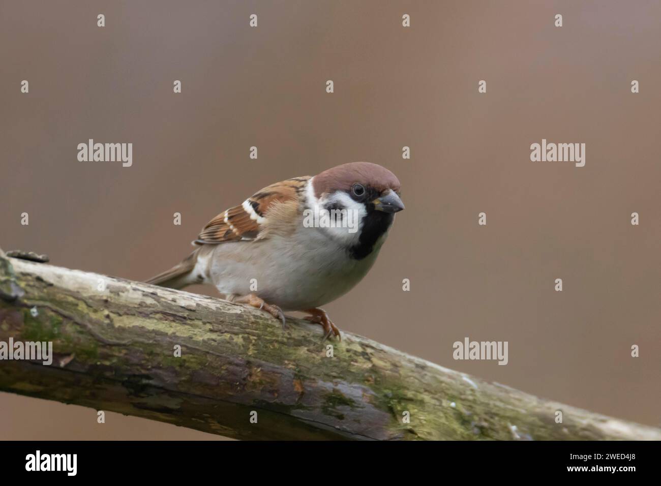 Moineau (passer montanus) oiseau adulte sur une branche d'arbre, Cambridgeshire, Angleterre, Royaume-Uni Banque D'Images