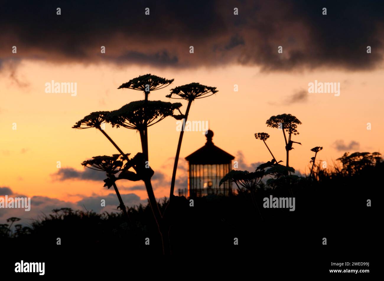 Phare de North Head crépuscule avec panais de vache, parc d'État de Cape Disappointment, parc historique national Lewis et Clark, Washington Banque D'Images