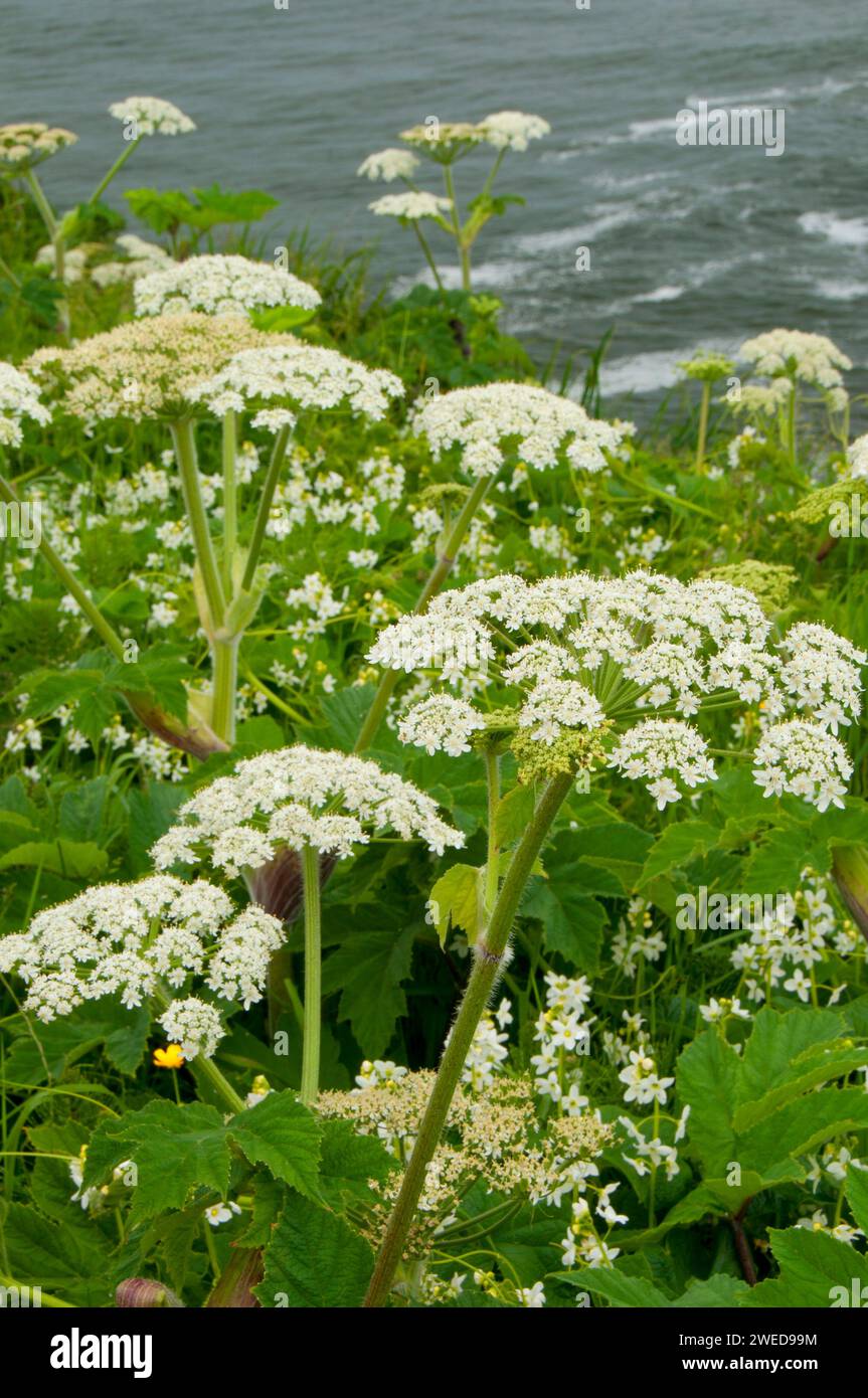 La berce laineuse près de North Head, Cape déception State Park, Lewis et Clark National Historical Park, Washington Banque D'Images