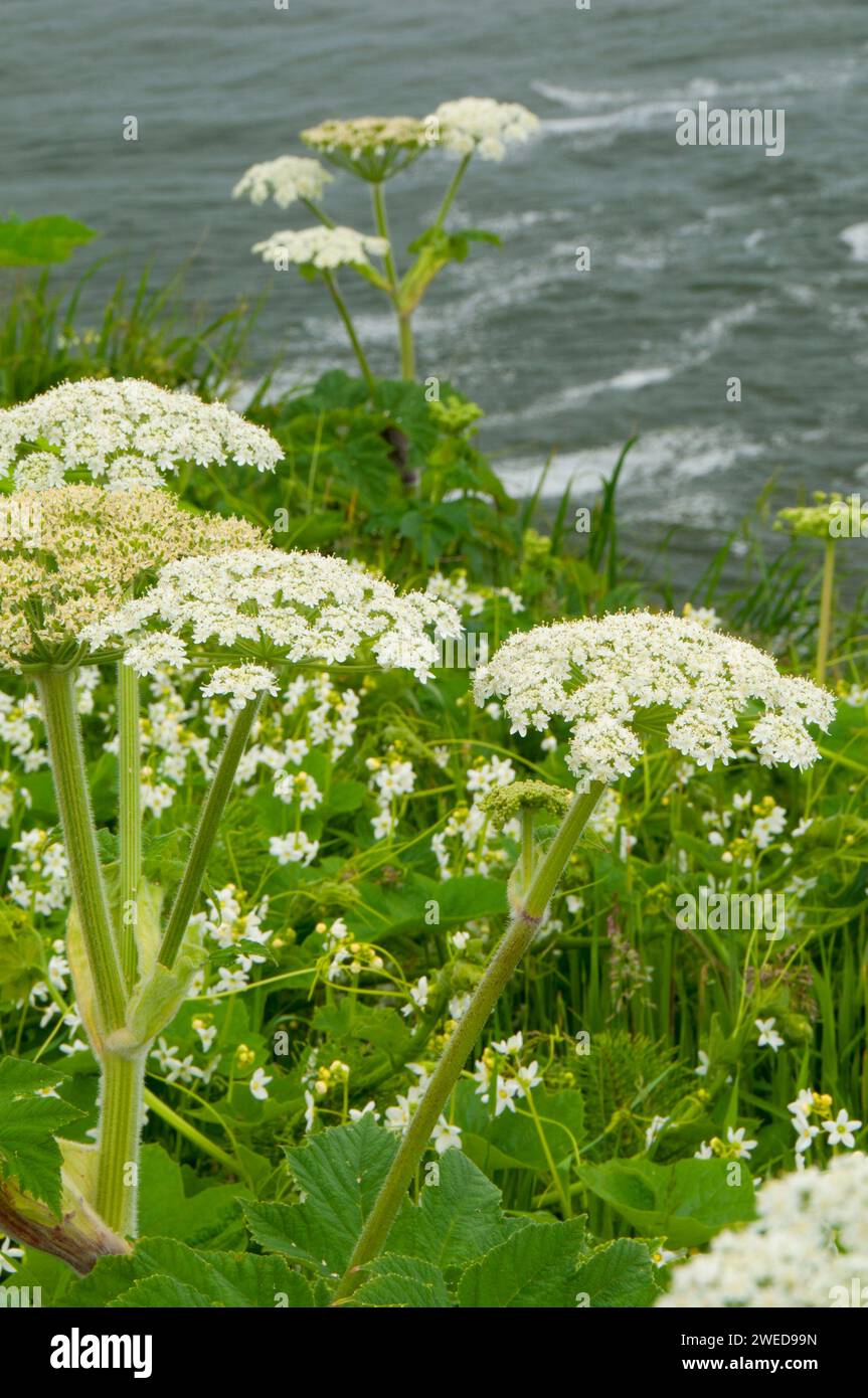 La berce laineuse près de North Head, Cape déception State Park, Lewis et Clark National Historical Park, Washington Banque D'Images
