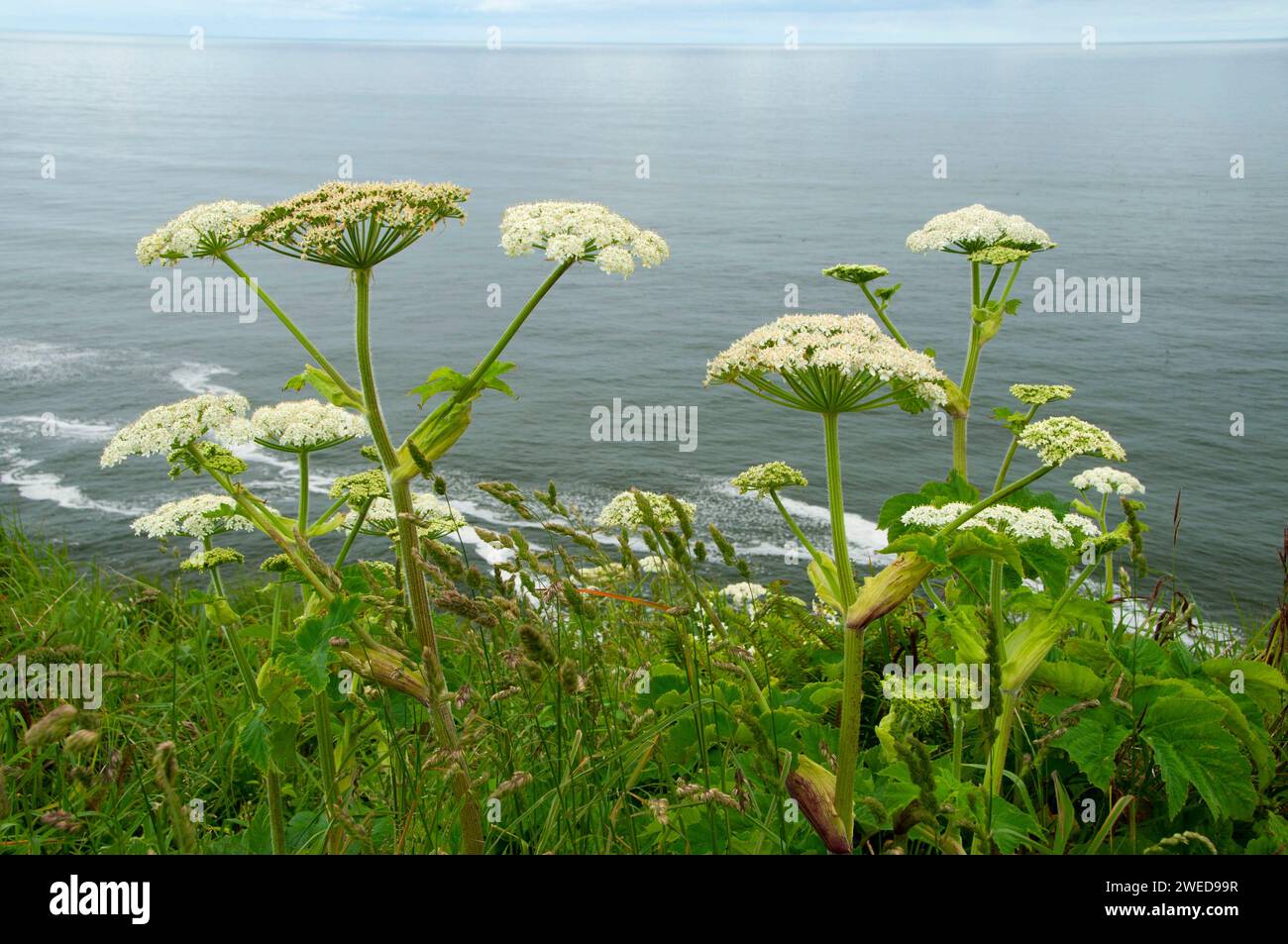 La berce laineuse près de North Head, Cape déception State Park, Lewis et Clark National Historical Park, Washington Banque D'Images