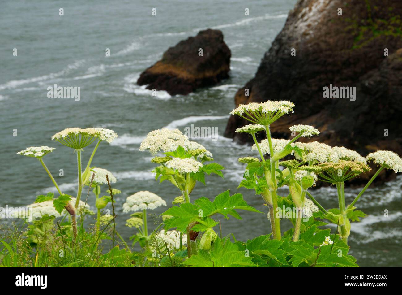 La berce laineuse près de North Head, Cape déception State Park, Lewis et Clark National Historical Park, Washington Banque D'Images
