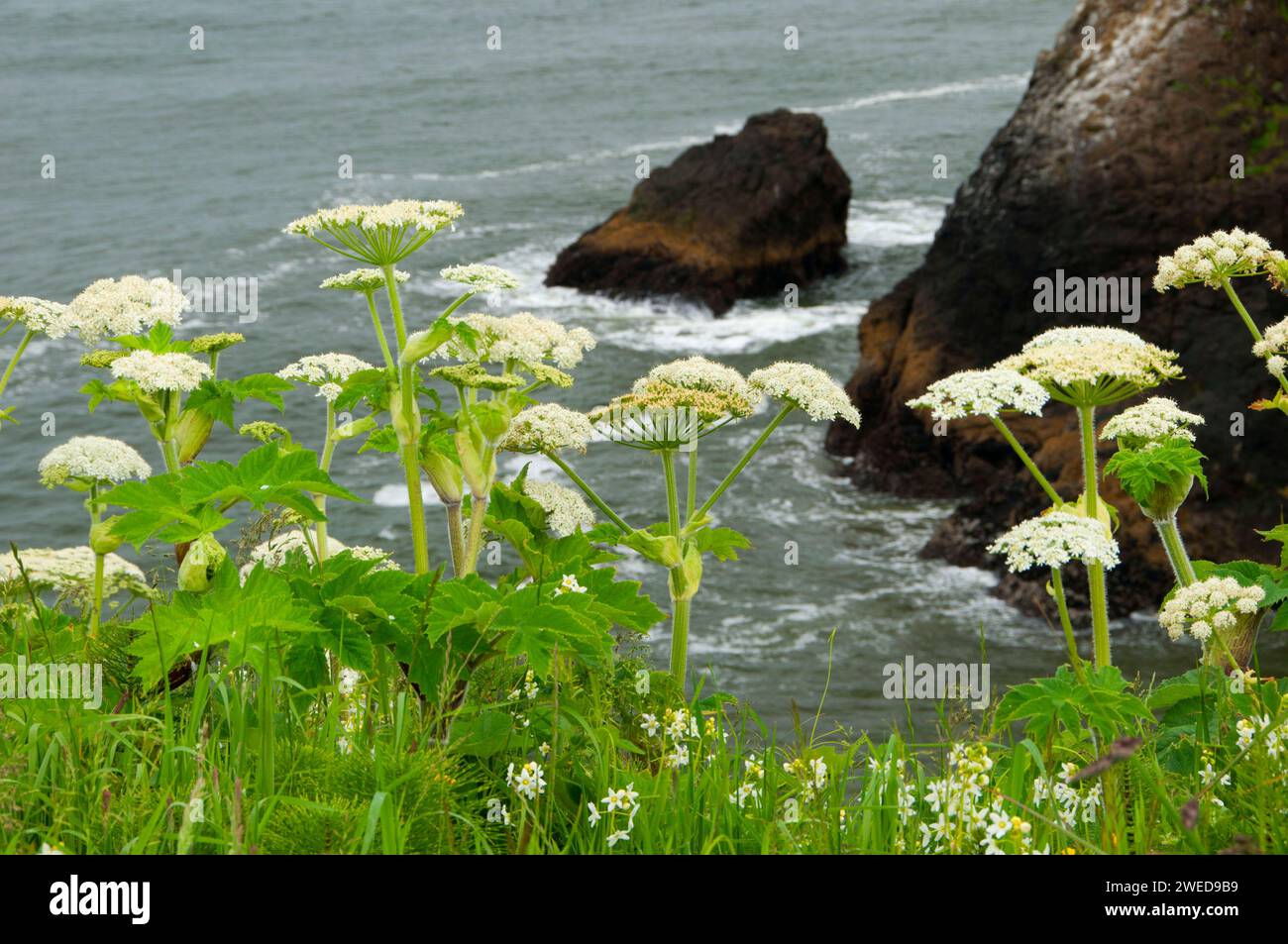 La berce laineuse près de North Head, Cape déception State Park, Lewis et Clark National Historical Park, Washington Banque D'Images