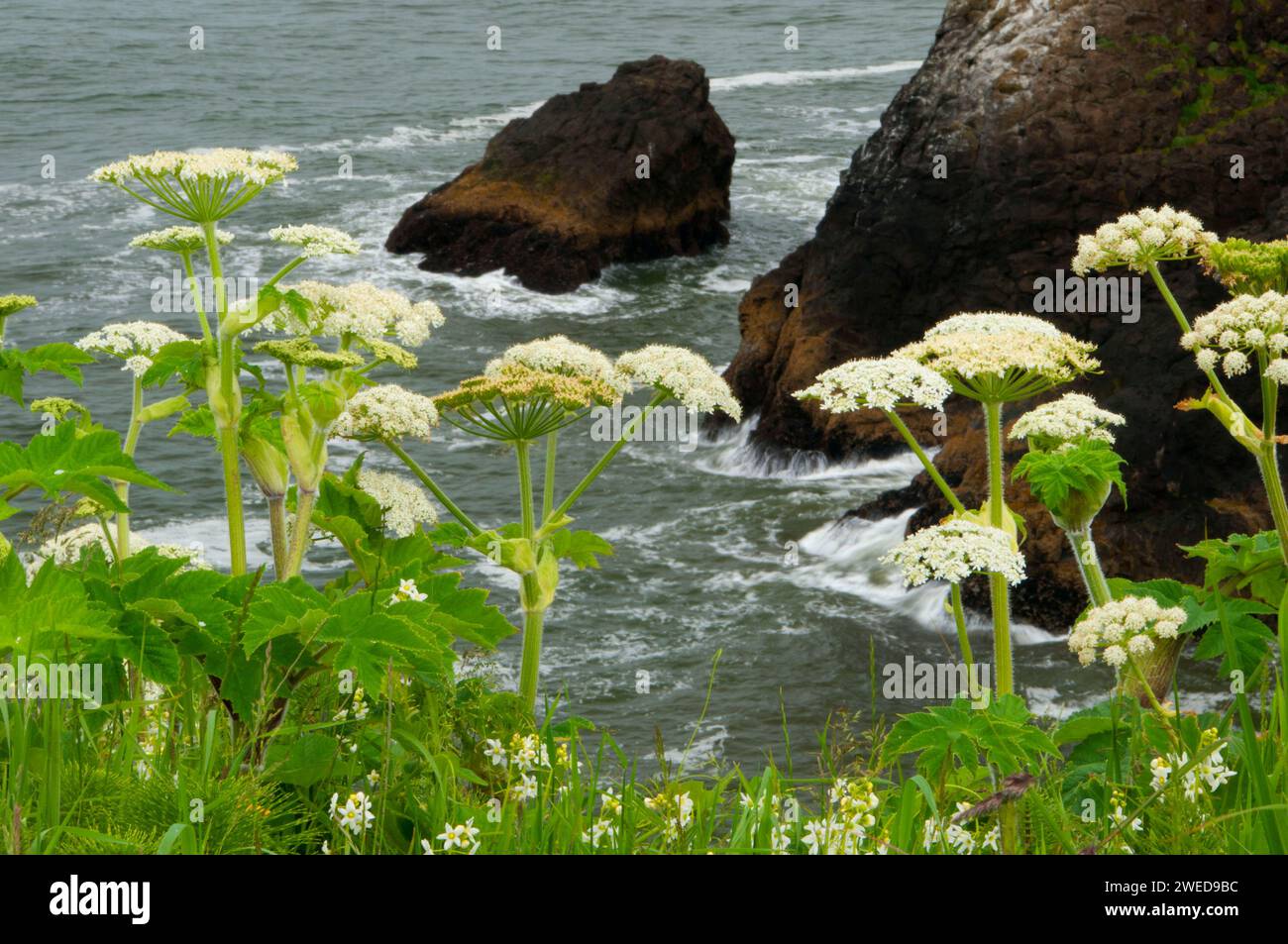 La berce laineuse près de North Head, Cape déception State Park, Lewis et Clark National Historical Park, Washington Banque D'Images