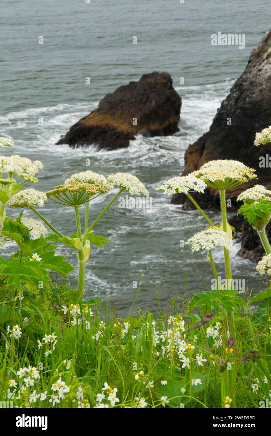 La berce laineuse près de North Head, Cape déception State Park, Lewis et Clark National Historical Park, Washington Banque D'Images
