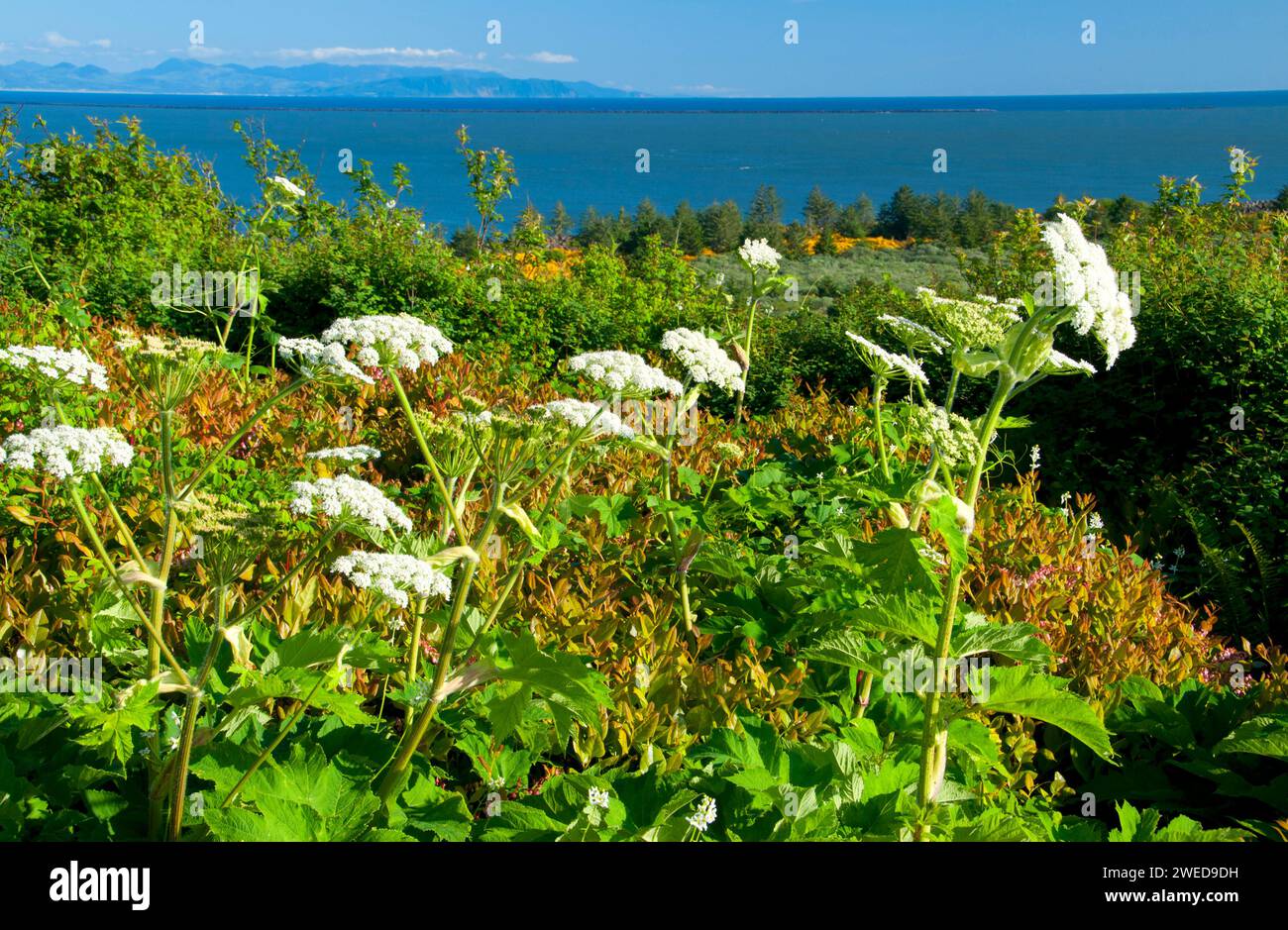 La berce laineuse sur McKenzie Head, Cape déception State Park, Lewis et Clark National Historical Park, Washington Banque D'Images