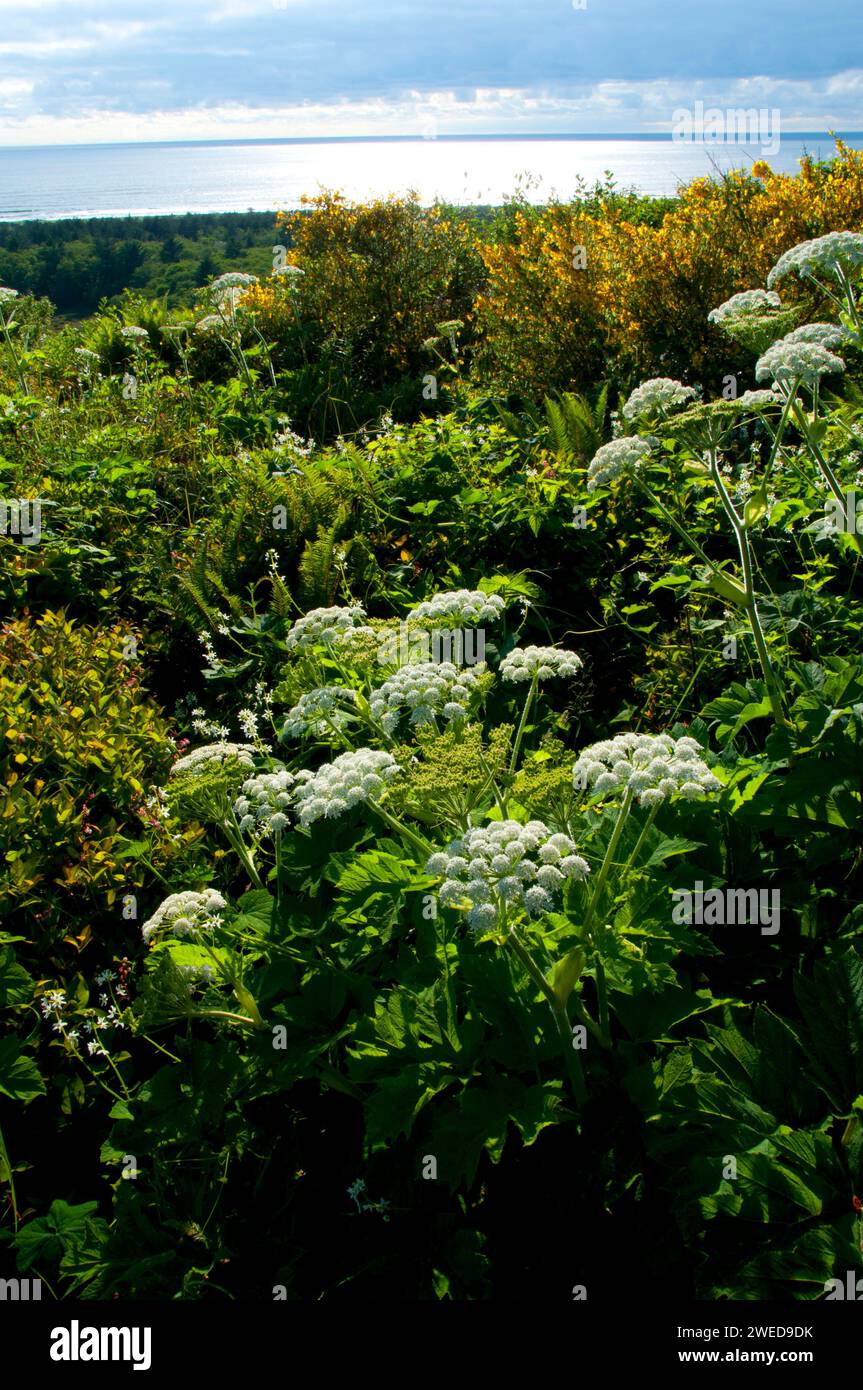 La berce laineuse sur McKenzie Head, Cape déception State Park, Lewis et Clark National Historical Park, Washington Banque D'Images