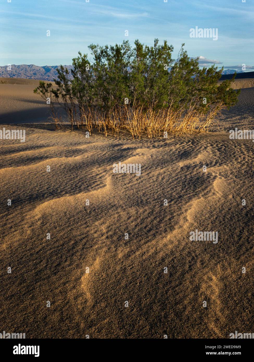 Mesquite Dunes, parc national de la Vallée de la mort Banque D'Images
