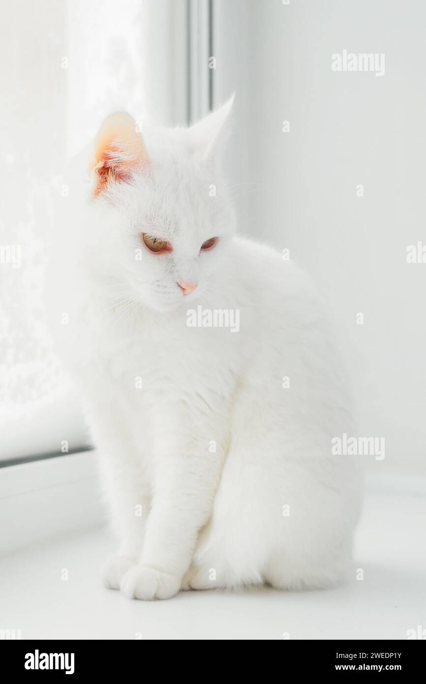 Chat blanc assis sur le rebord blanc de la fenêtre. Portrait du beau chat Bobtail japonais. Beau chat avec les yeux jaunes dans l'environnement de la maison. Banque D'Images