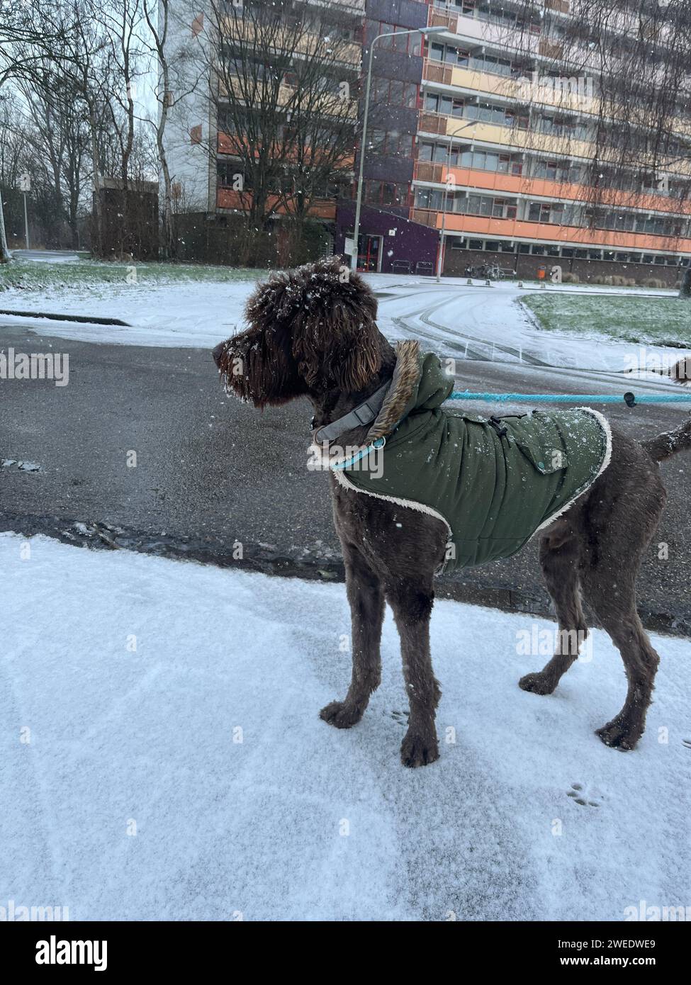 Labradoodle brun dans la neige. Photo de haute qualité Banque D'Images