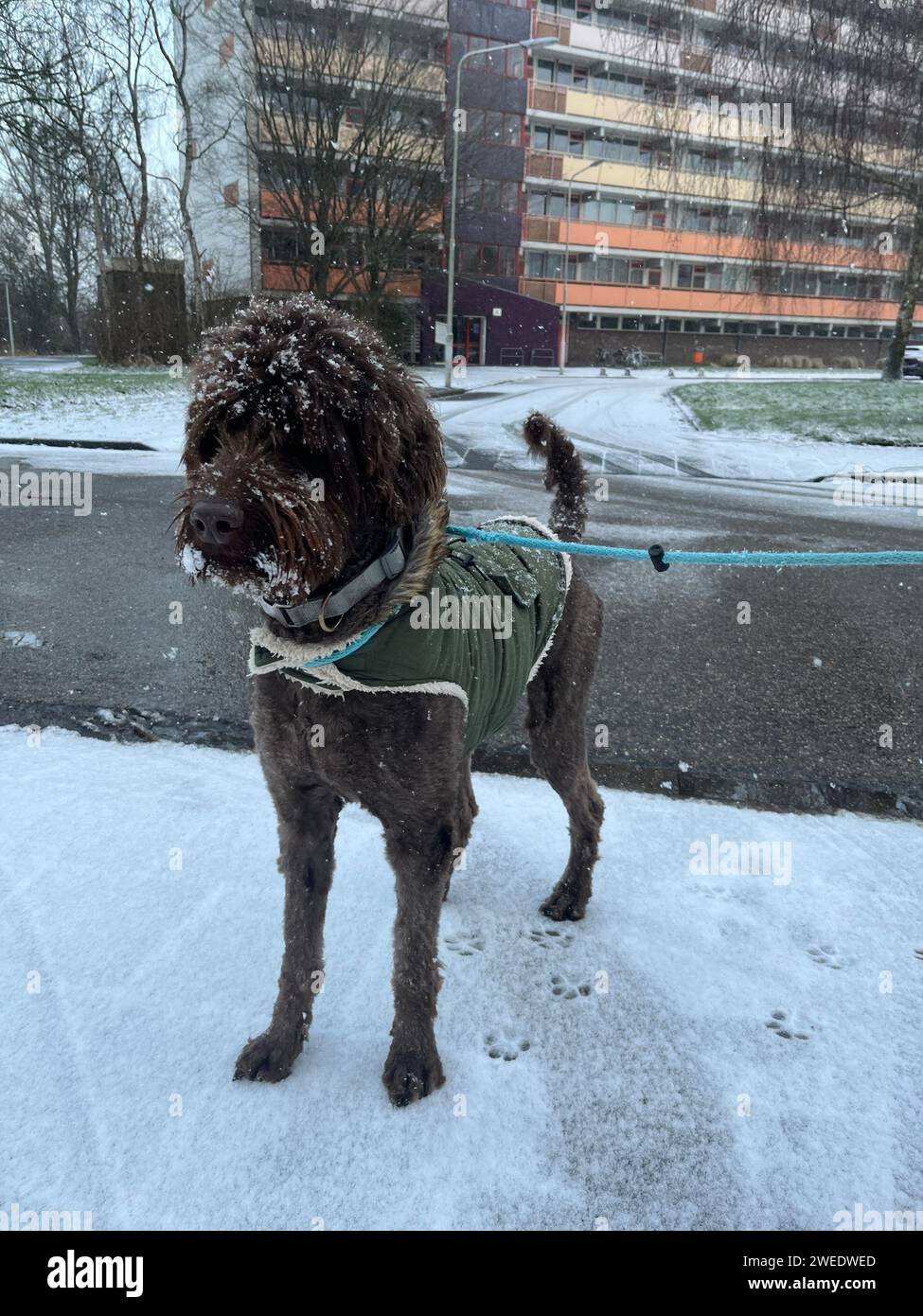 Labradoodle brun dans la neige. Photo de haute qualité Banque D'Images