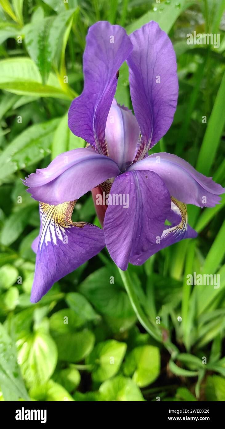 Un gros plan de fleur violette en fleur Banque D'Images