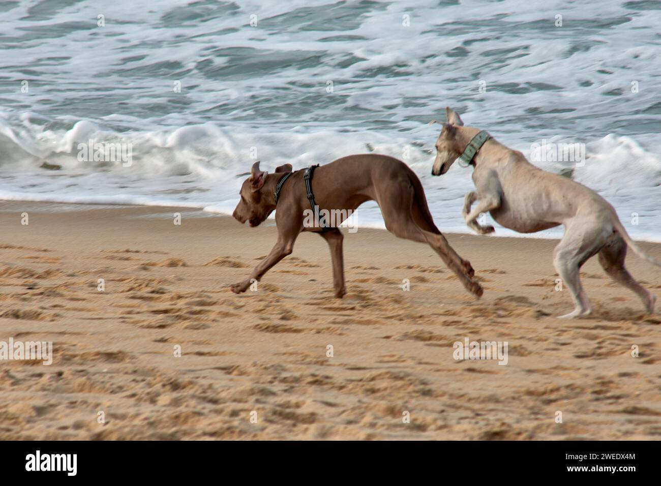 Un lévrier blanc et un pointeur Weimaraner se poursuivent et jouent sur le bord de mer Vigo, Pontevedra, Galice, Espagne Banque D'Images