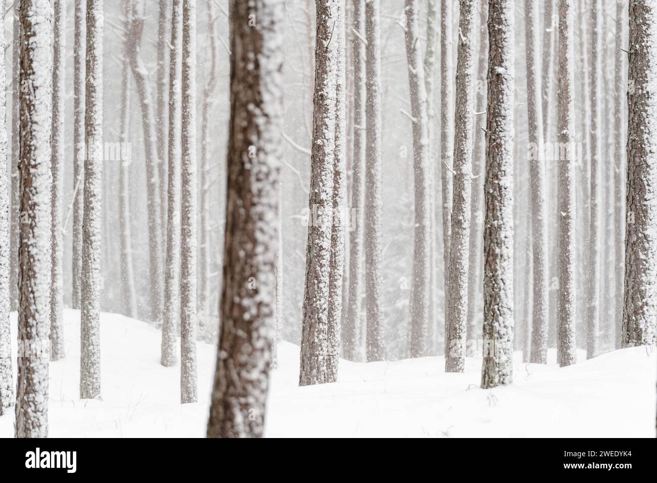 Beau paysage hivernal abstrait avec des arbres enneigés. Photo de haute qualité Banque D'Images