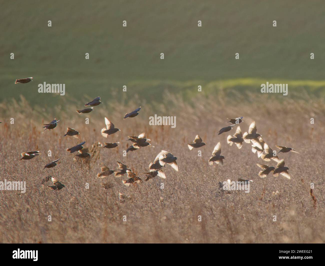 Étourneaux rétroéclairés dans le lit de roseaux Sturnus vulgaris Wallasea Island, Essex, UK BI039331 Banque D'Images