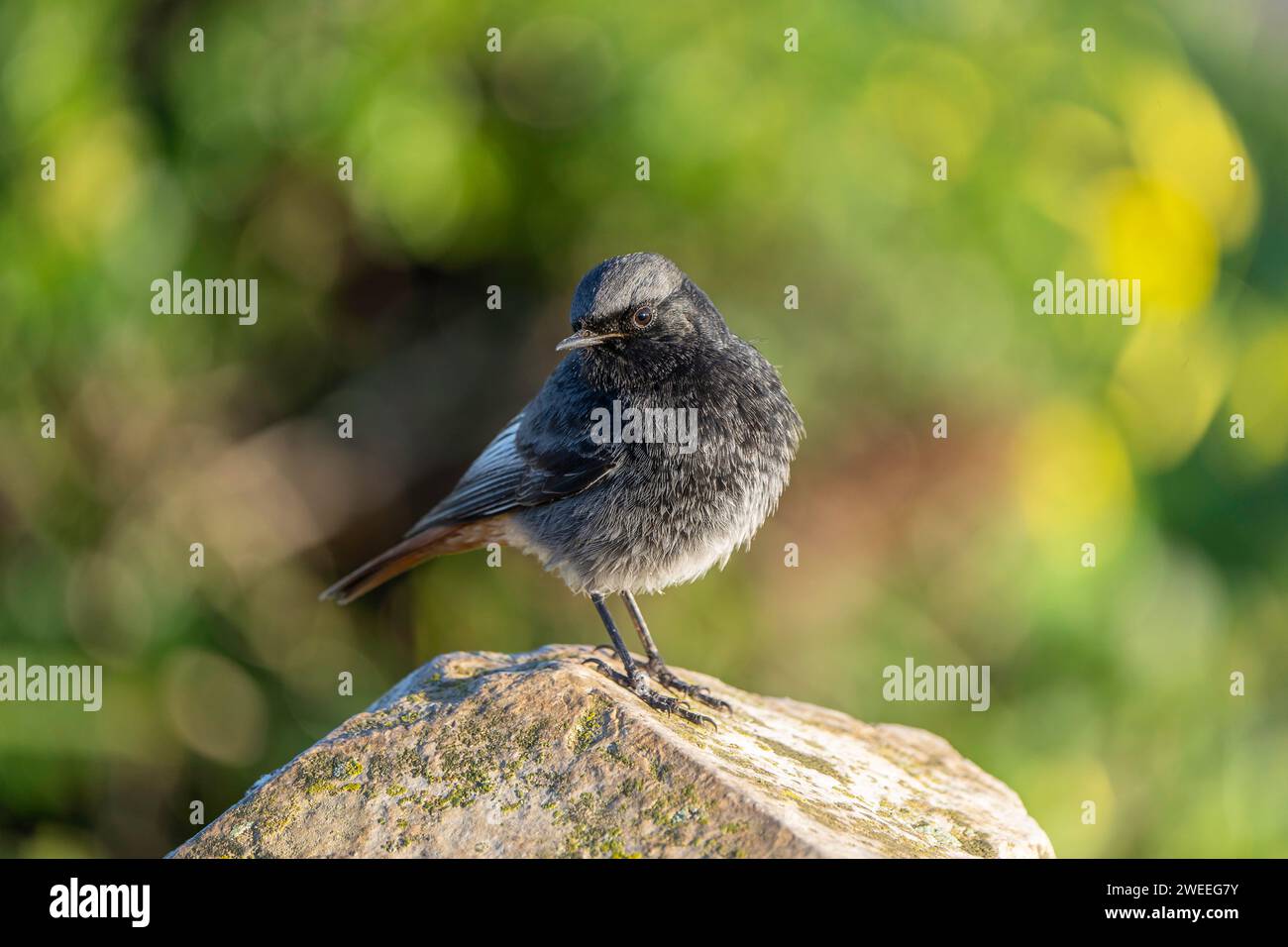 Phoenicurus ochruros Banque D'Images