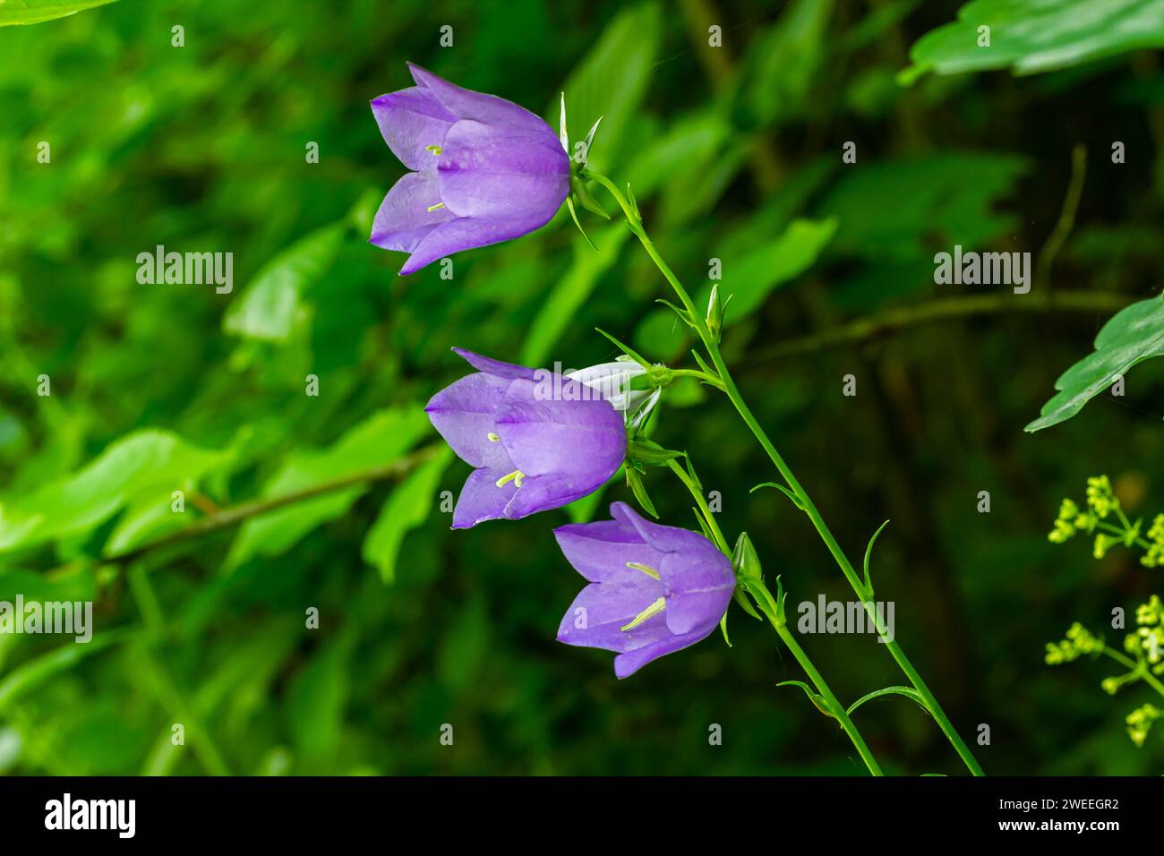 Fleurs de ballons, fleurs de Bellflower de Tussock, Campanula persicifolia ou Campanula carpatica fleurs de cloches pourpres dans le jardin d'automne. Banque D'Images