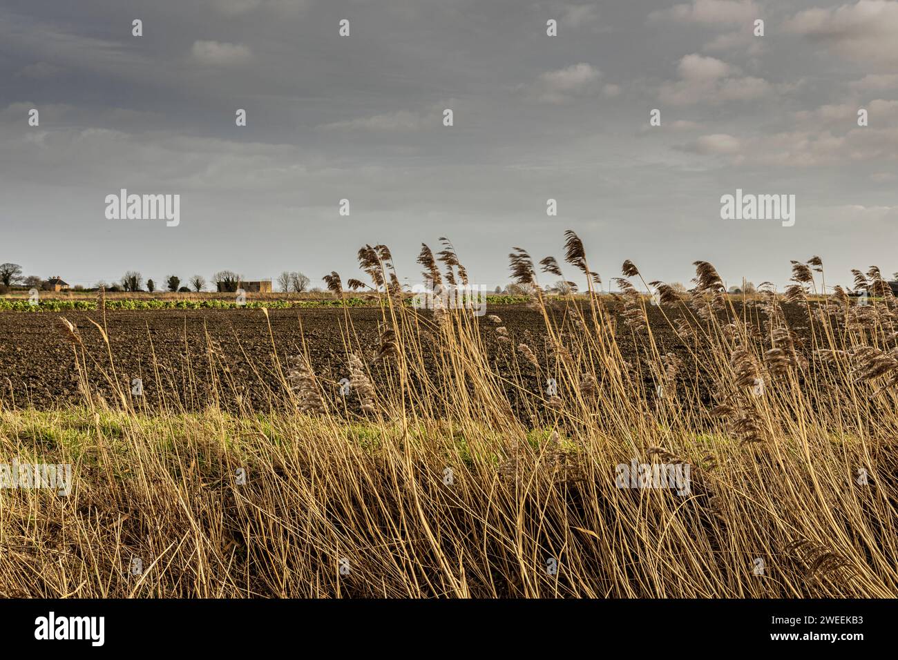 Paysages de la Fenland dans le Cambridgeshire Banque D'Images