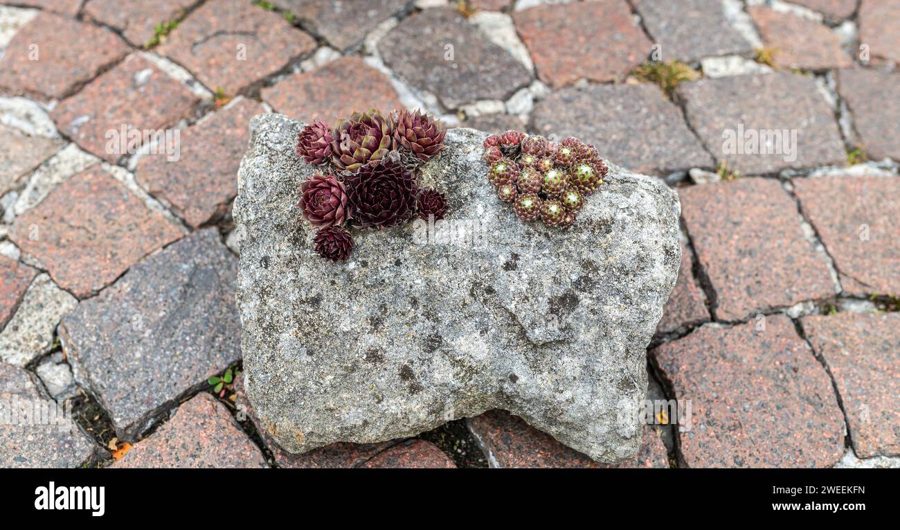 Sempervivum cheffe rouge et sempervivum hybridum Rubin. Roche de jardin. Plantes succulentes Banque D'Images