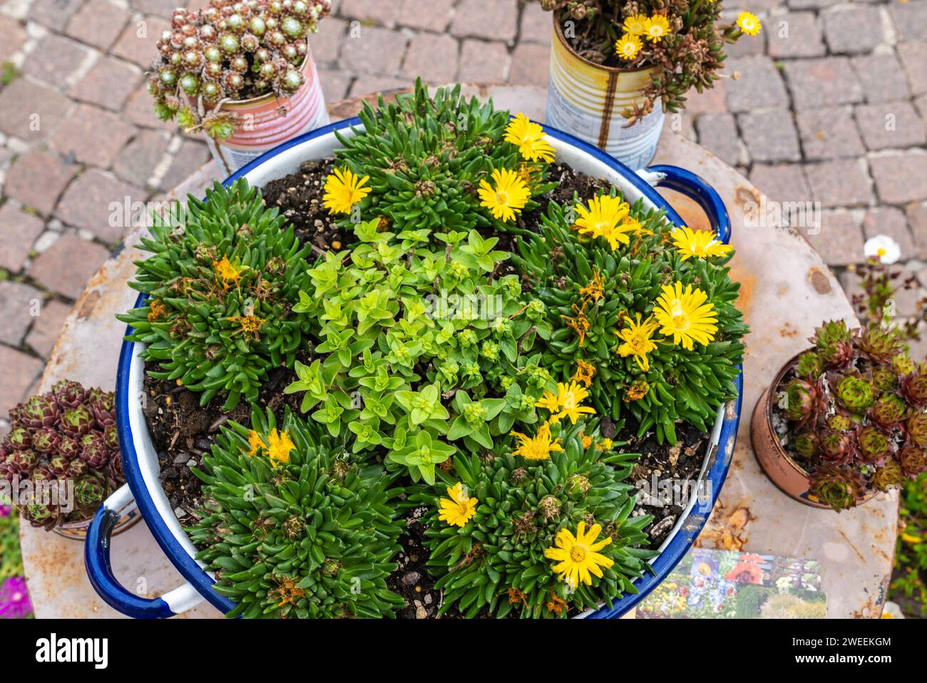 Composition des fleurs de Delosperma basuticum et des succulentes de sempervivum. Floraison de plantes de glace jaune Banque D'Images