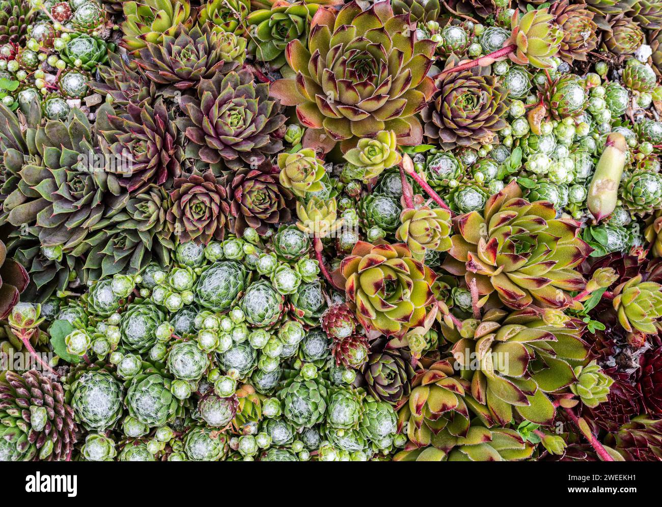 Plantes sempervivum mélangées dans un pot en terre cuite, composition des succulentes. Banque D'Images