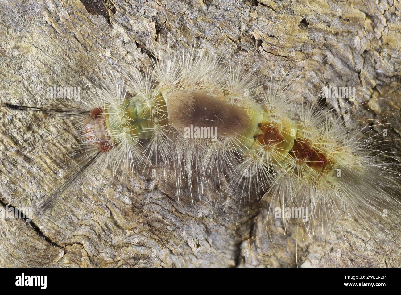 Vue macrodorsale de la chenille de la pyrale des chaussettes (Erechidae), Australie méridionale Banque D'Images