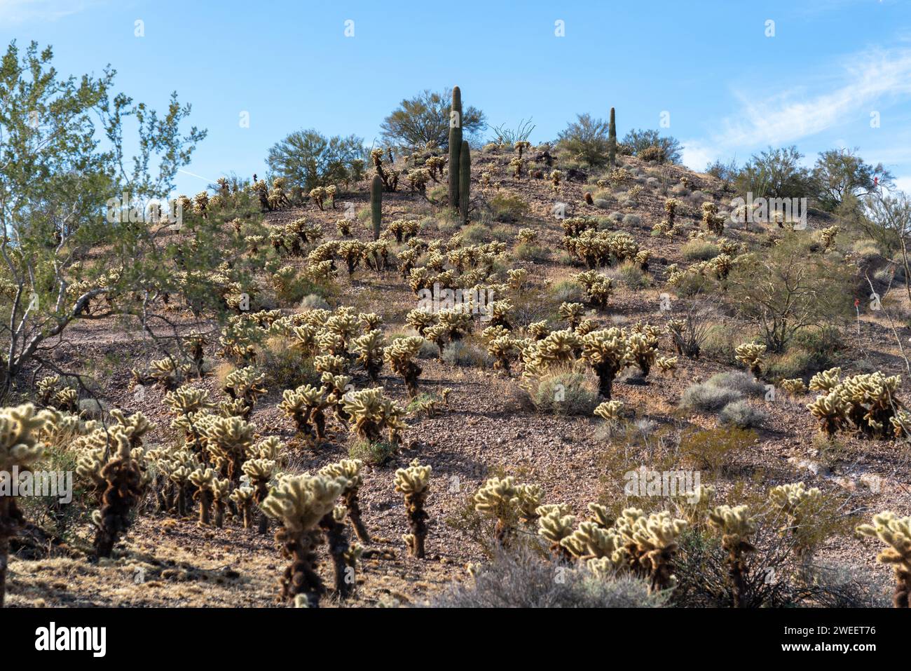 Teddy Bear Cholla, Cylindropuntia bigelovii, couvre une colline dans le désert de Sonora près de Quartzsite, Arizona. Banque D'Images