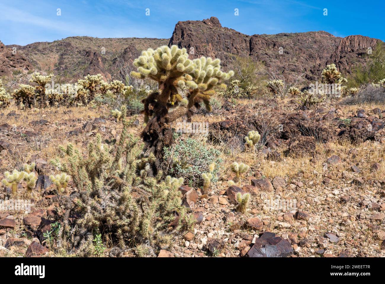 Buckhorn Cholla & Teddy Bear Cholla dans le désert de Sonora près de Quartzsite, Arizona. Banque D'Images