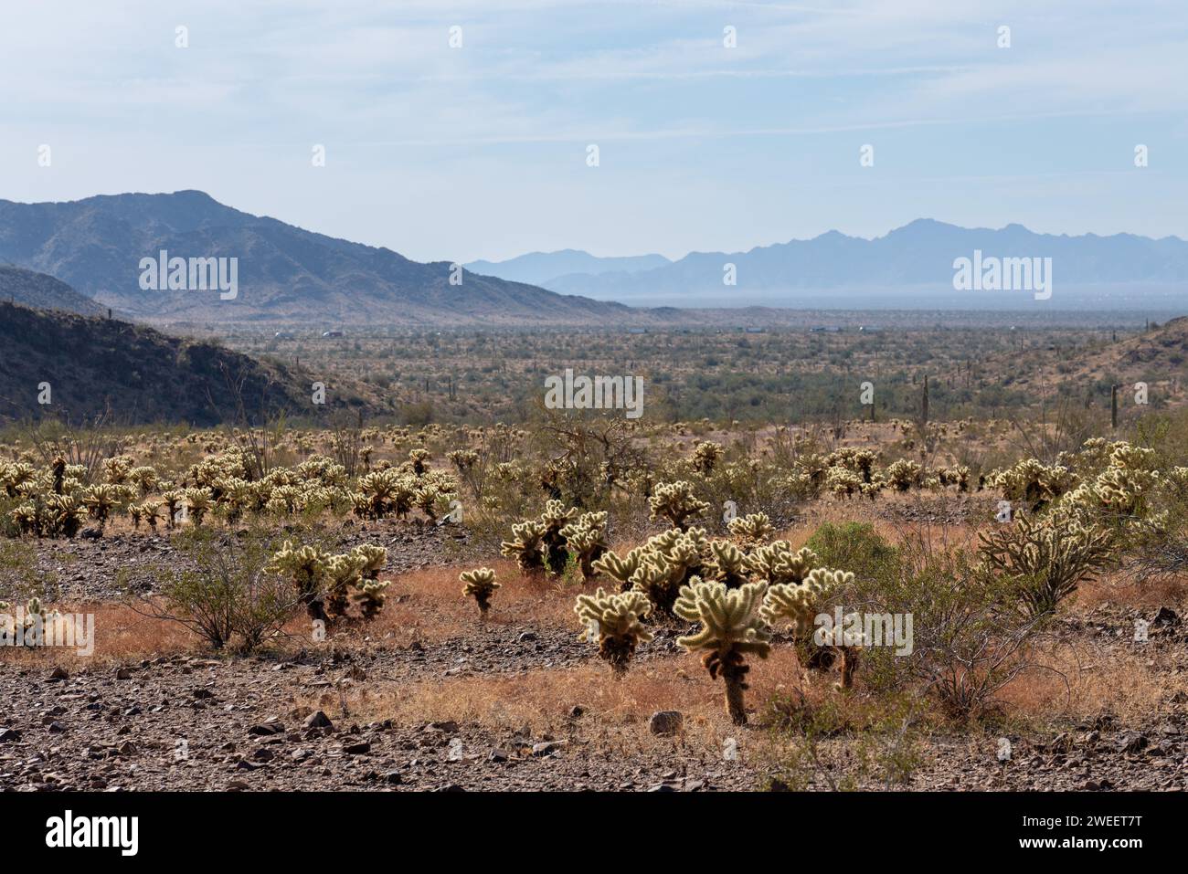 Ours en peluche Cholla, Cylindropuntia bigelovii, dans le désert de Sonora près de Quartzsite, Arizona. Banque D'Images