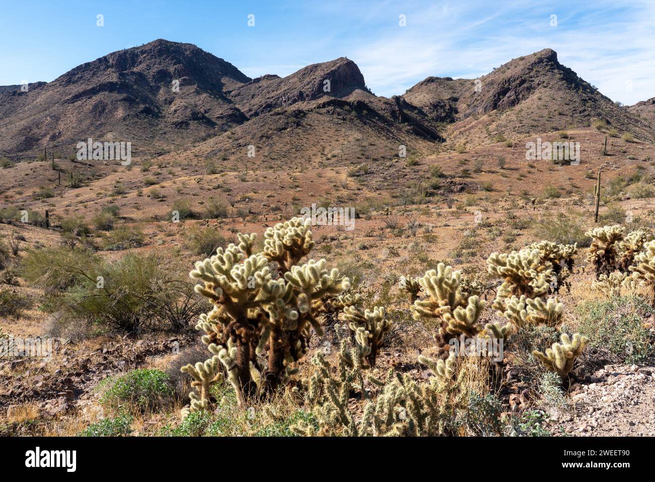 Ours en peluche Cholla, Cylindropuntia bigelovii, dans le désert de Sonora près de Quartzsite, Arizona. Banque D'Images