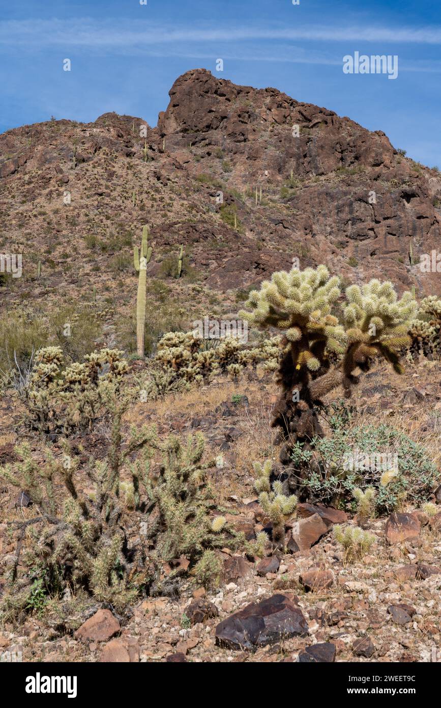 Buckhorn Cholla & Teddy Bear Cholla dans le désert de Sonora près de Quartzsite, Arizona. Banque D'Images