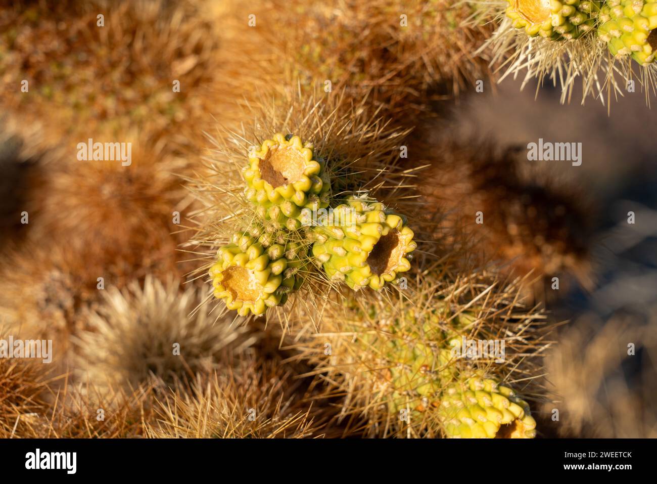 Fruit de la Cholla de l'ours en peluche, Cylindropuntia bigelovii, dans le désert de Sonora près de Quartzsite, Arizona. Banque D'Images
