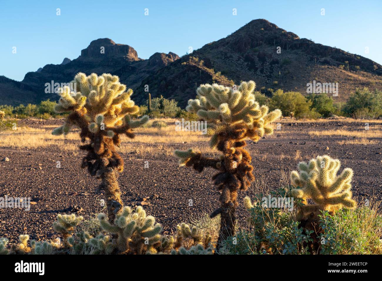 Ours en peluche Cholla, Cylindropuntia bigelovii, dans le désert de Sonora près de Quartzsite, Arizona. Banque D'Images