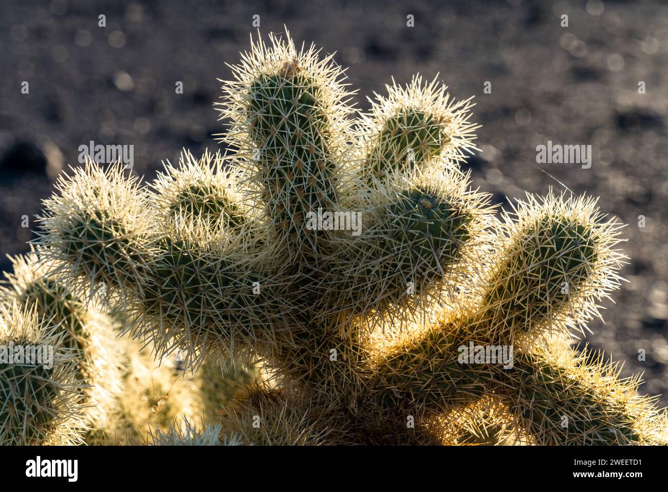 Ours en peluche Cholla, Cylindropuntia bigelovii, dans le désert de Sonora près de Quartzsite, Arizona. Banque D'Images