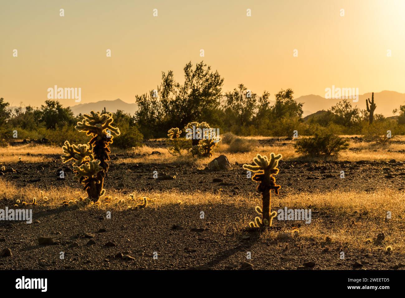 Ours en peluche Cholla, Cylindropuntia bigelovii, dans le désert de Sonora près de Quartzsite, Arizona. Banque D'Images