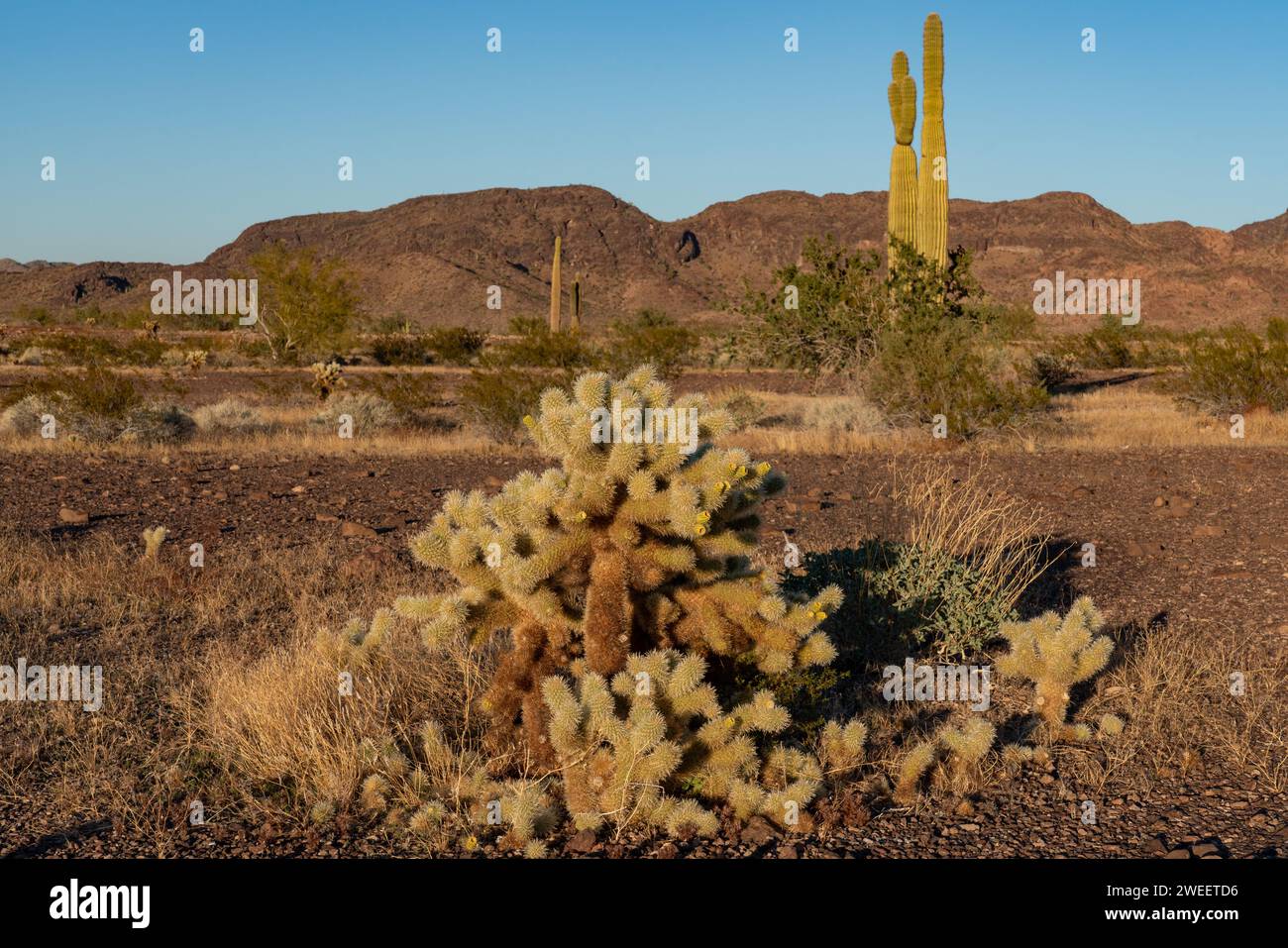 Ours en peluche Cholla, Cylindropuntia bigelovii, dans le désert de Sonora près de Quartzsite, Arizona. Banque D'Images