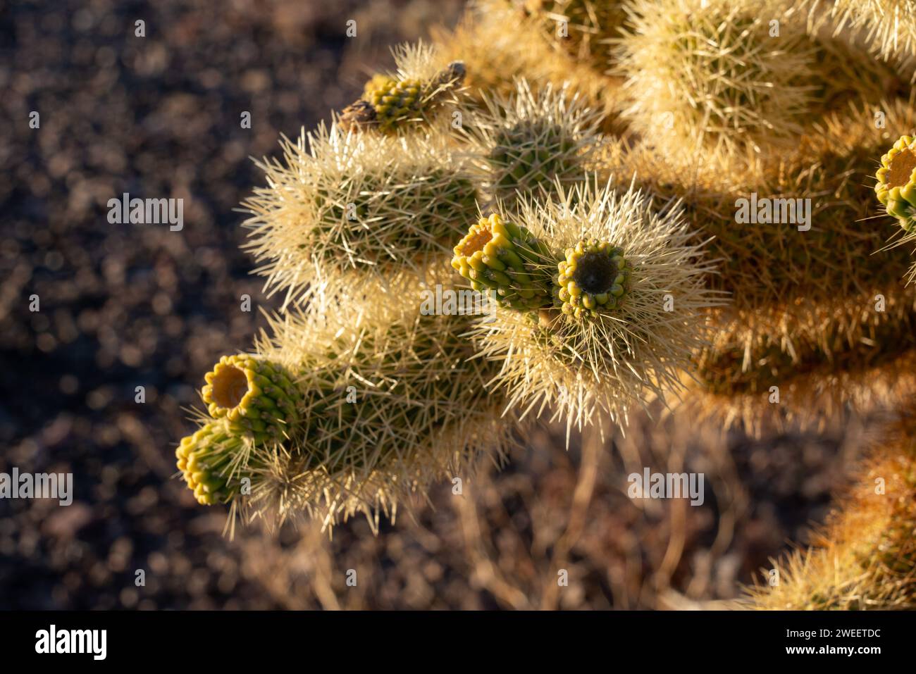 Fruit de la Cholla de l'ours en peluche, Cylindropuntia bigelovii, dans le désert de Sonora près de Quartzsite, Arizona. Banque D'Images