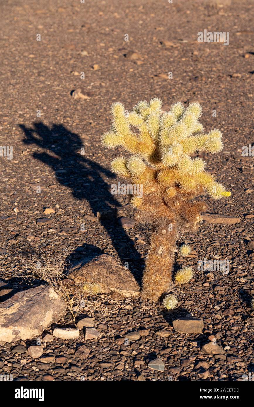 Ours en peluche Cholla, Cylindropuntia bigelovii, avec son ombre dans le désert de Sonora près de Quartzsite, Arizona. Banque D'Images