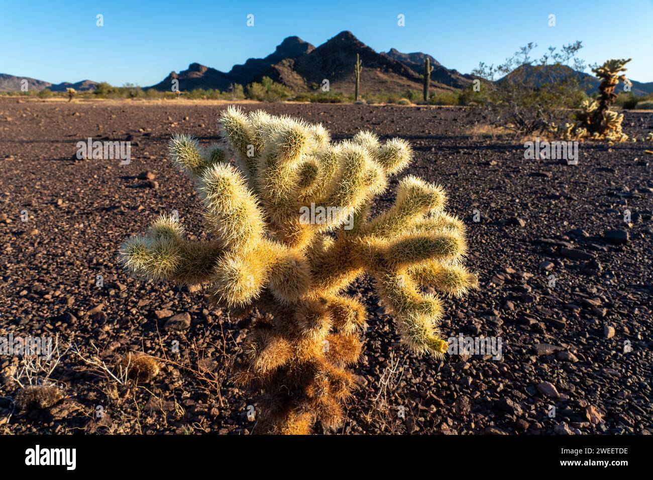 Ours en peluche Cholla, Cylindropuntia bigelovii, dans le désert de Sonora près de Quartzsite, Arizona. Banque D'Images